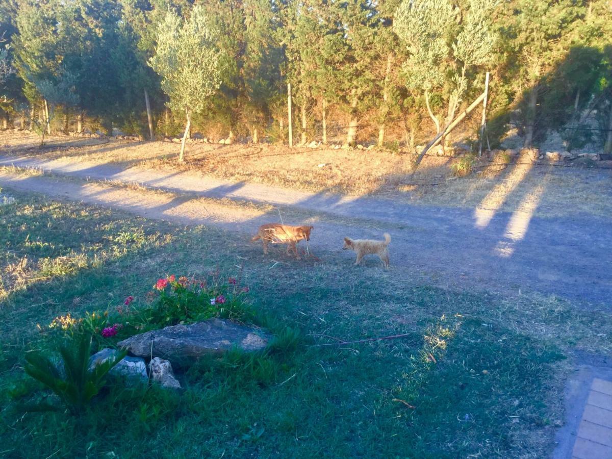 Agriturismo Sogno Latino Iglesias Bagian luar foto